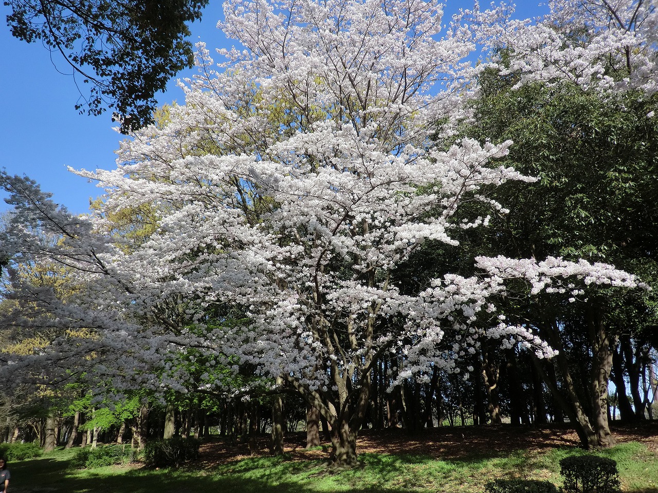 Re: 春日公園　満開