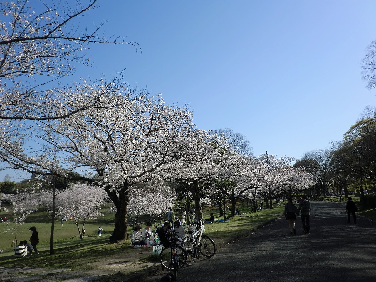 Re: 春日公園　満開